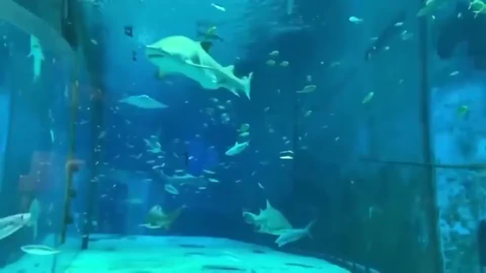 新黄金矿工
